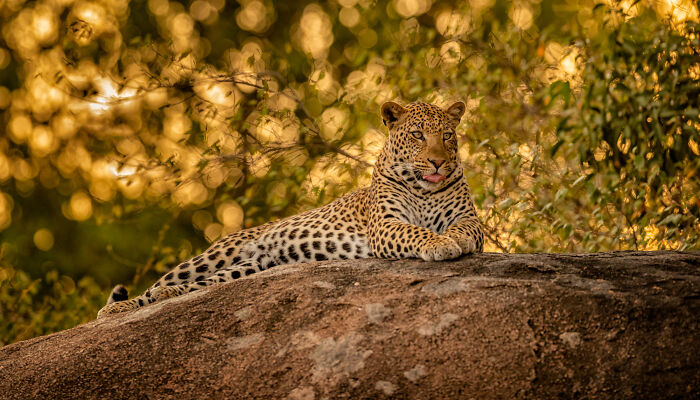 Leopard resting on a rock in nature, captured by photographers known for breathtaking wildlife moments.