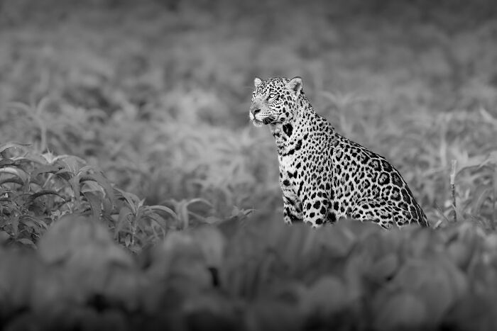 Leopard in natural habitat captured by photographers showcasing nature’s breathtaking moments in a black and white image.