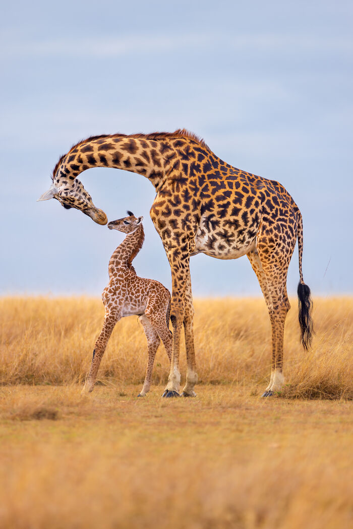 Adult giraffe bending neck to nuzzle baby giraffe in natural grassland, showcasing breathtaking moments in nature photography.