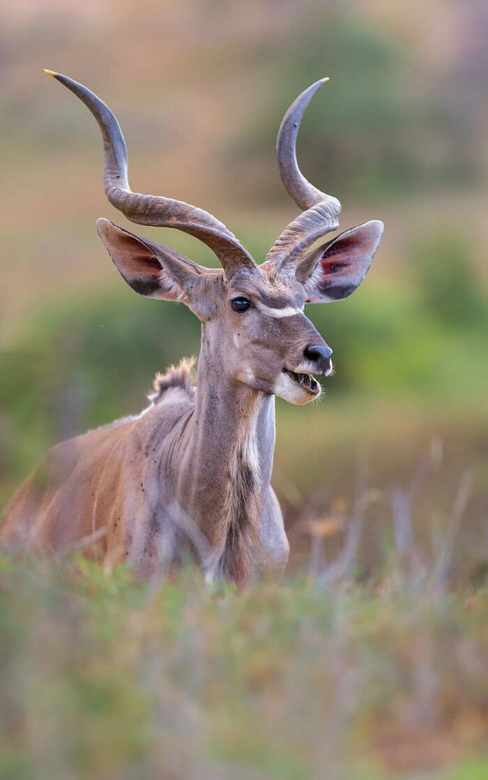 Close-up of a kudu with large twisted horns captured by photographers showcasing nature’s breathtaking moments.