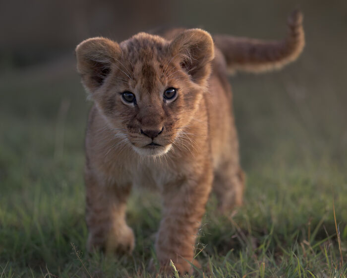 Lion cub walking on grass at dusk, showcasing nature’s breathtaking moments captured by photographers.