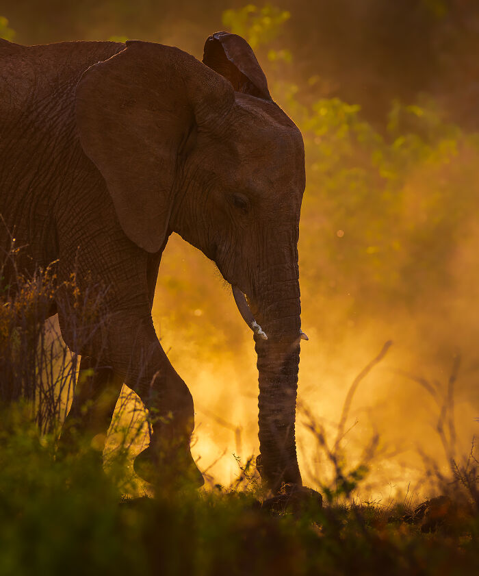 Young elephant walking through a sunlit natural landscape, showcasing breathtaking moments in nature photography.