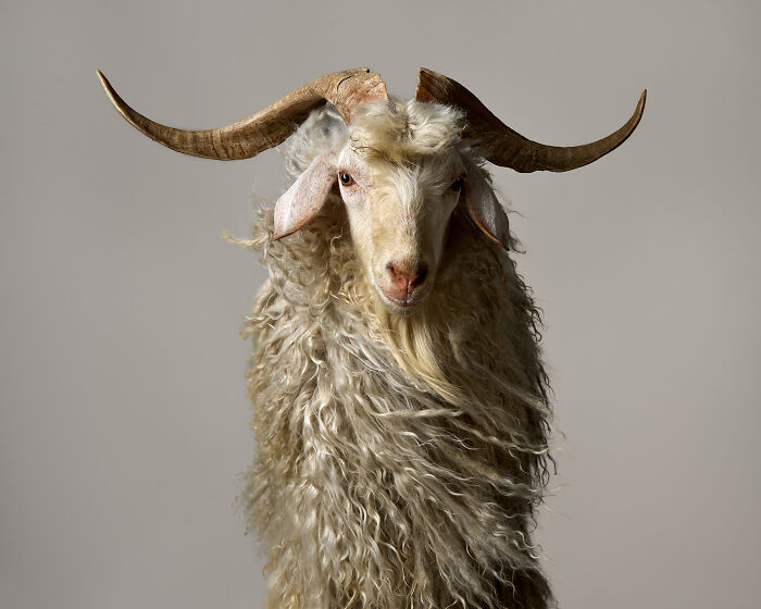 "Angordy The Angora Goat" By Peter Samuels