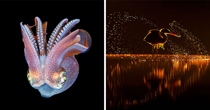 30 Enchanting Photos Capturing Wildlife By Kat Zhou