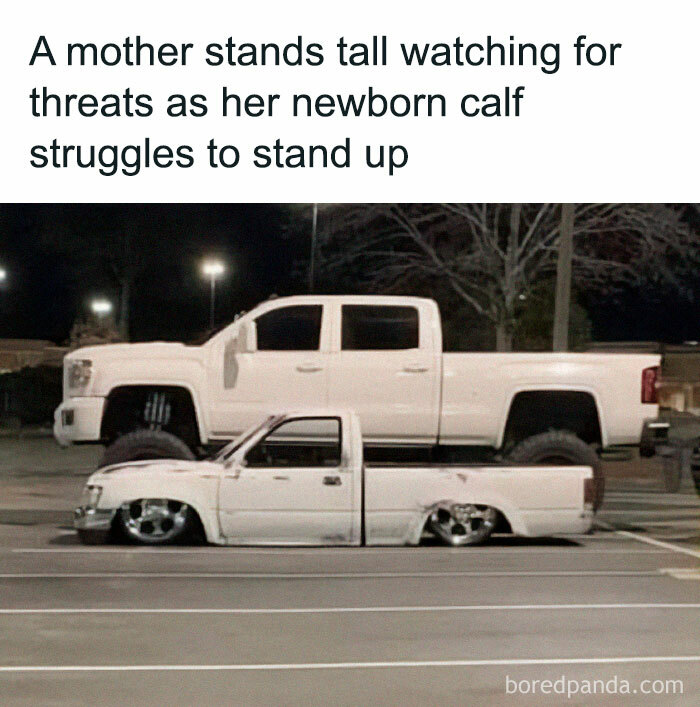 Two pickup trucks parked side by side, resembling a mother and calf, creating a humorous car meme scenario.