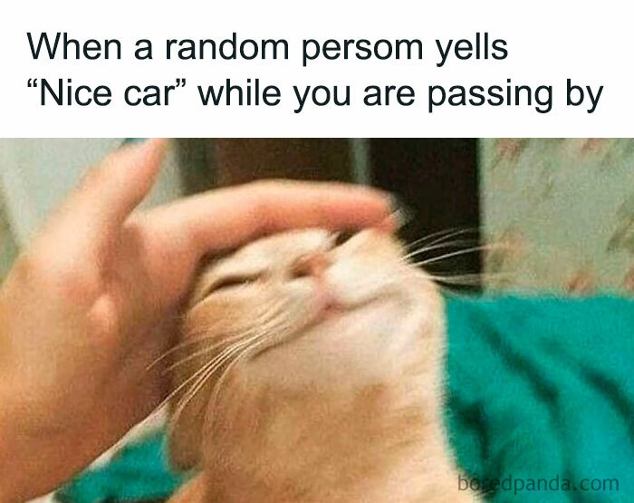 Cat enjoying a pet as a car meme highlights the joy of random compliments on your vehicle.