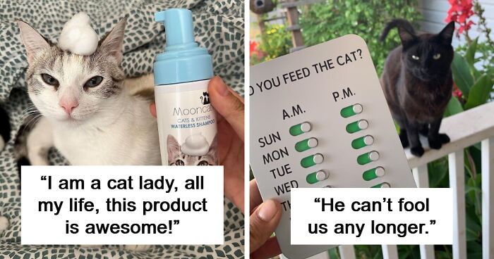 If Your Camera Roll Is 90% Cat Photos, You Need To See These 26 Purrfect Find