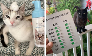 If Your Camera Roll Is 90% Cat Photos, You Need To See These 26 Purrfect Find