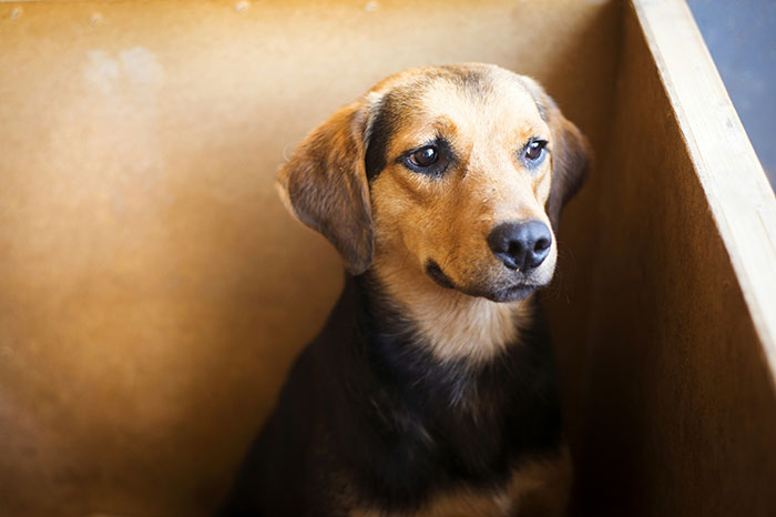 A dog in a cozy wooden box, representing employee care with pet-friendly work perks.