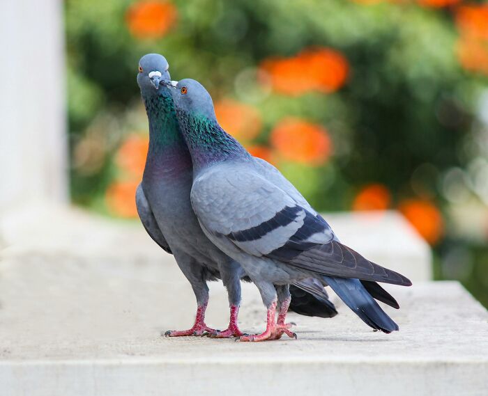 Two pigeons nuzzling each other on a ledge, with blurred orange flowers in the background, exploring conspiracy theories.