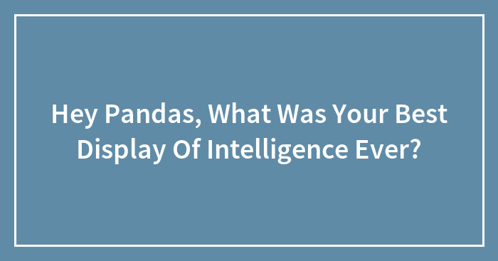 Hey Pandas, What Was Your Best Display Of Intelligence Ever?