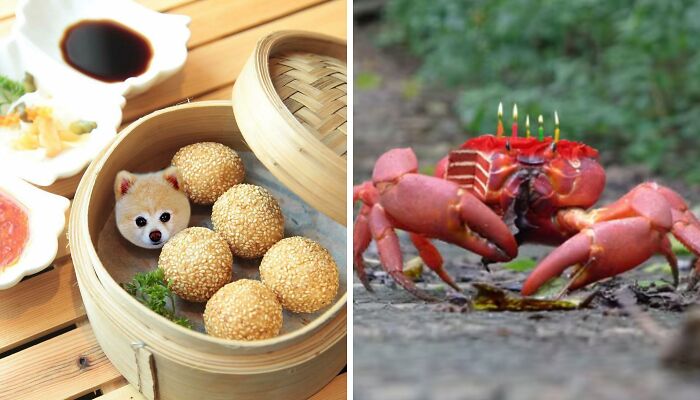 Here Are 30 Brilliant Examples Of Photoshop Between Food And Animals That I Collected