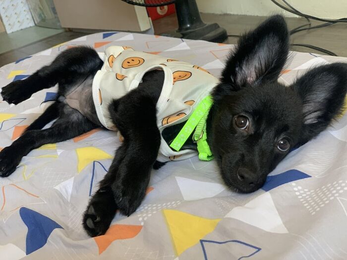 Black puppy in a cute outfit, lying on a colorful blanket, promoting animal adoption.
