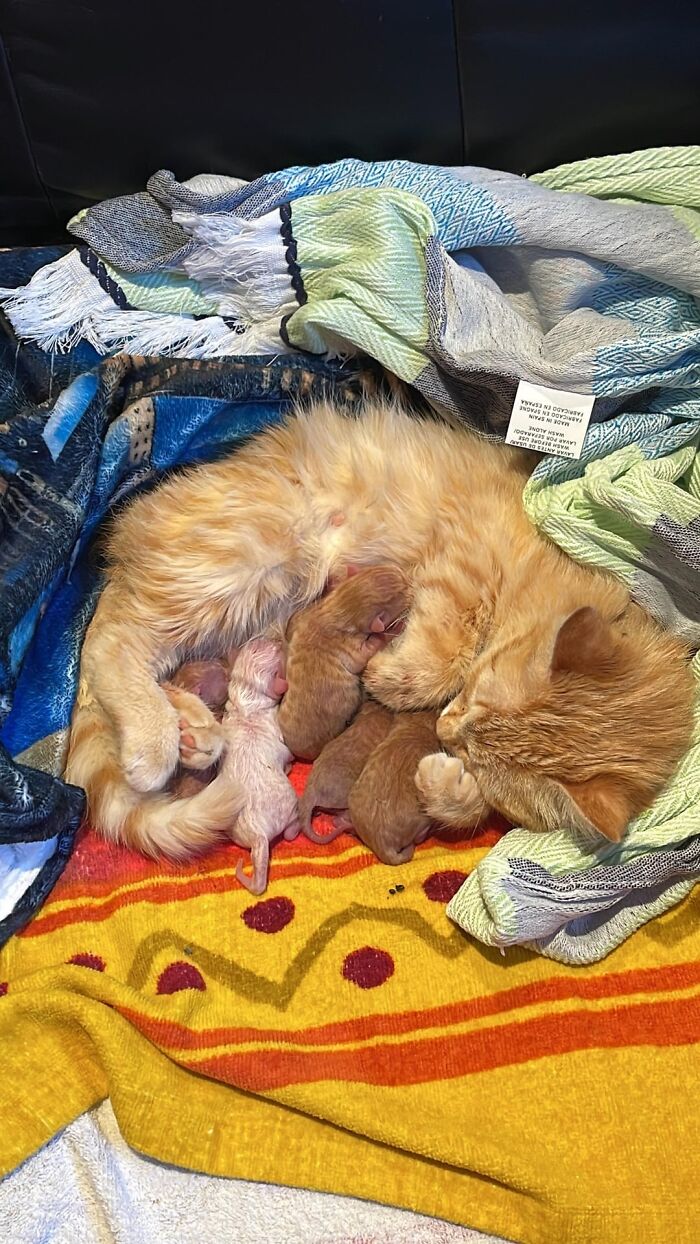 Orange cat nursing kittens on colorful blankets, showcasing heartwarming animal adoption.