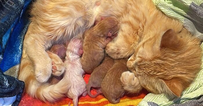 50 Adoption Pics From April That May Turn Those Blues Away For Just A Second