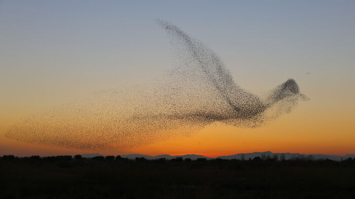 A murmuration of birds forming the shape of a flying bird at sunset, showcasing a one-in-a-million coincidence.