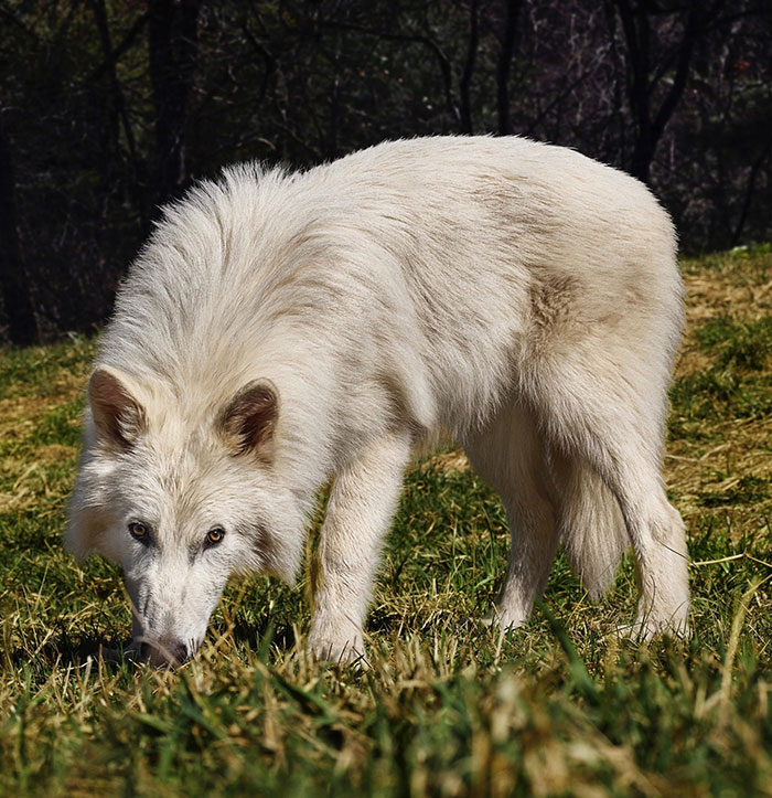 White dire wolf standing in grass, capturing ethical debate discussion.