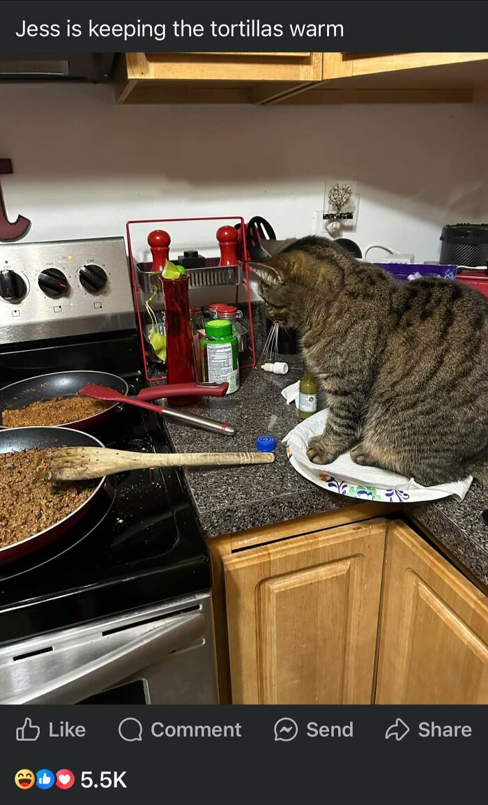 Cat sitting on tortillas near a stove with cooked meat; a humorous potluck dish scenario.