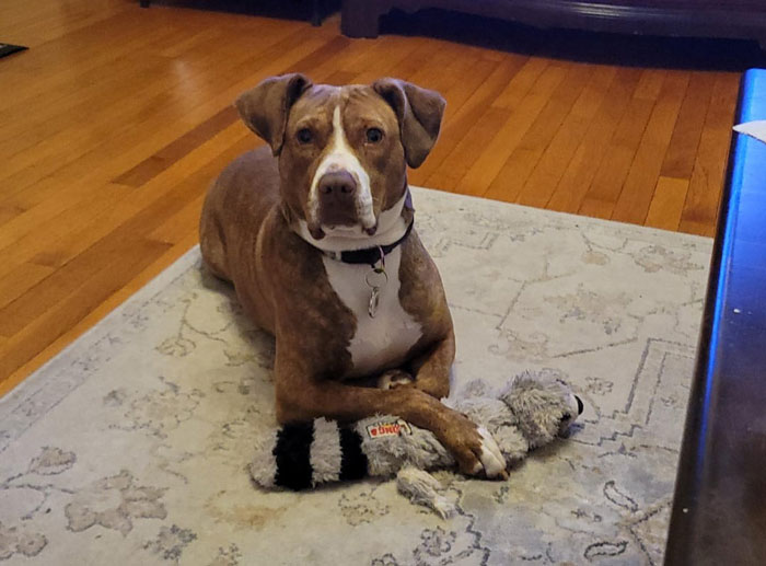Rescue dog with a toy raccoon, symbolizing a couple's challenge over an untrainable pet. Rescue dog with a toy raccoon, symbolizing a couple's challenge over an untrainable pet.