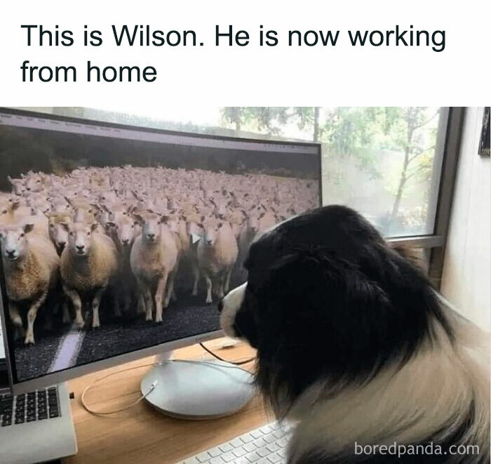 Dog looking at computer screen filled with sheep, a humorous dog meme related to healing and comfort during tough times.
