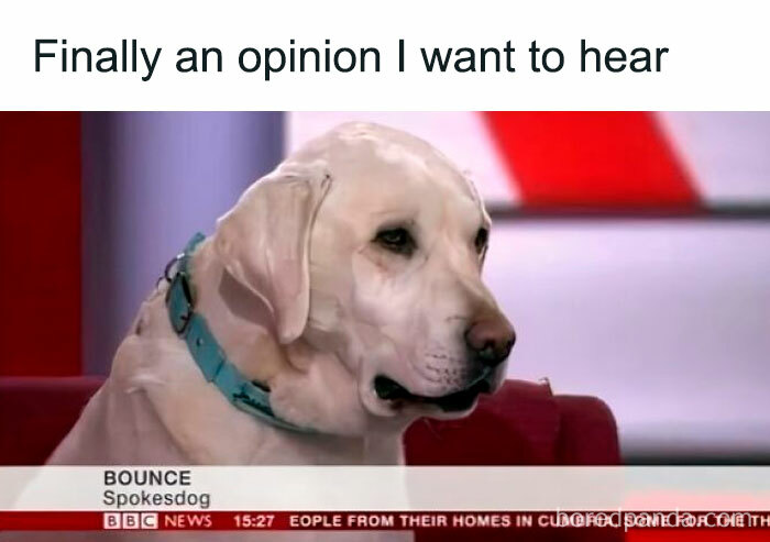 Dog meme featuring a Labrador with a collar on a news set, bringing healing through humor and uplifting dog memes.