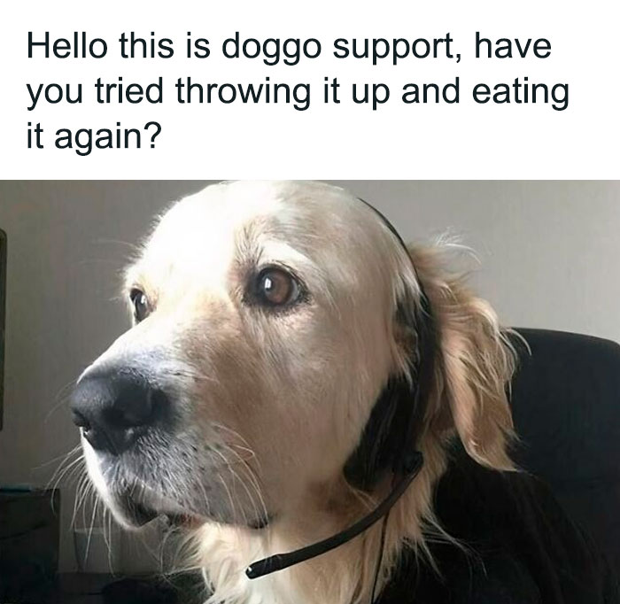 Golden retriever wearing a headset offering doggo support in a funny dog meme to help you heal with dog memes.