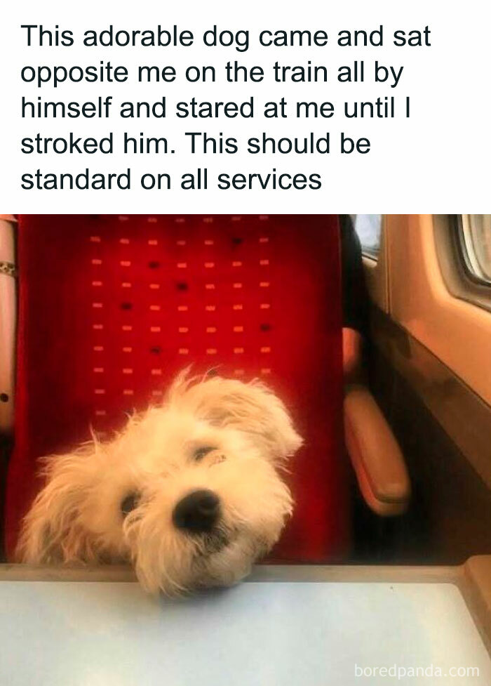 Adorable dog on a train looking hopeful, one of the 50 dog memes to help you heal and feel better today