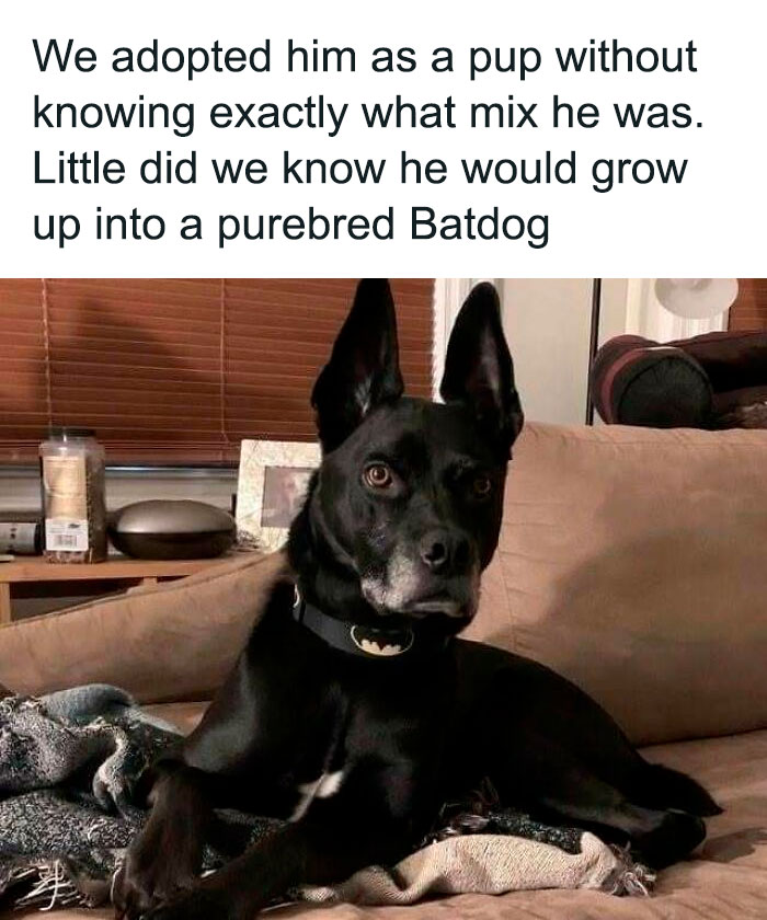 Black dog with pointed ears wearing a Batman collar, featured in a collection of dog memes to help heal and uplift.