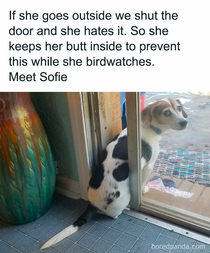 Dog meme showing a dog sitting inside by a glass door with tail outside, highlighting funny dog behavior for healing.