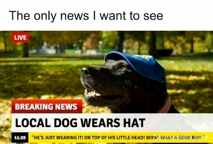 Breaking news meme of a local dog wearing a hat, featured to bring humor and dog memes to help heal misery.