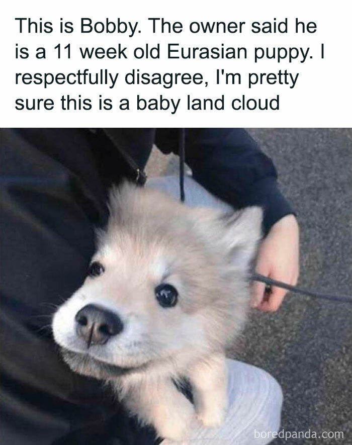 Fluffy puppy with bright eyes held by person, featured in a collection of healing dog memes for uplifting spirits.