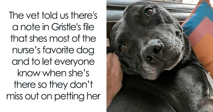 If The World Feels Like A Miserable Place Right Now, These 50 Dog Memes Might Help You Heal