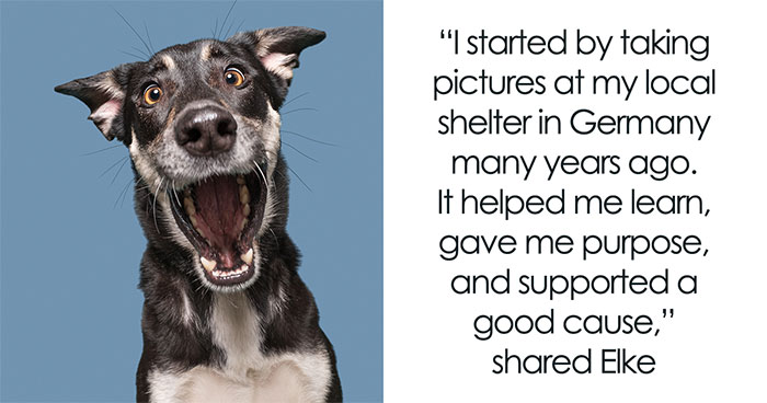 Through Playful Portraits, Photographer Sheds Light On Hunting Dogs In Need Of Homes