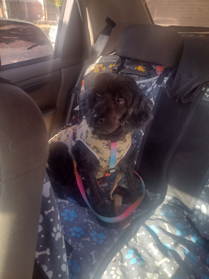 Cute dog in a patterned vest sitting in the back seat of a pet taxi, surrounded by paw-print seat covers.