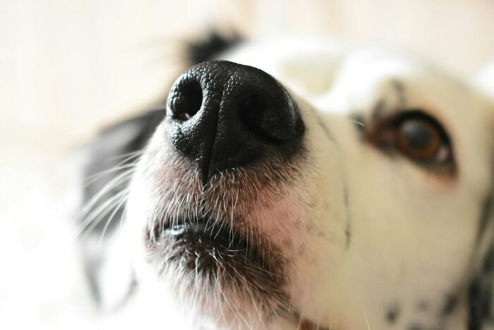 Close-up of a dog's nose, with soft focus on fur and eyes, illustrating the theme of unfit partners.