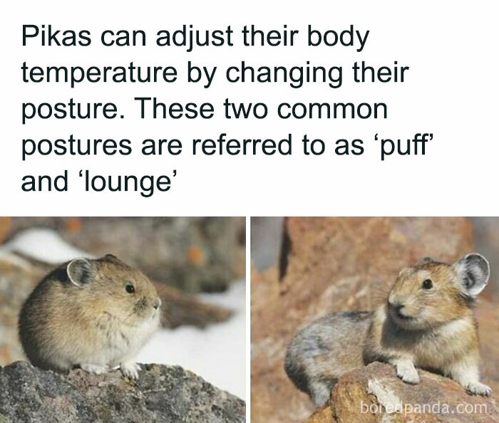 Pikas displaying 'puff' and 'lounge' postures, humorously highlighting their body temperature adjustments.