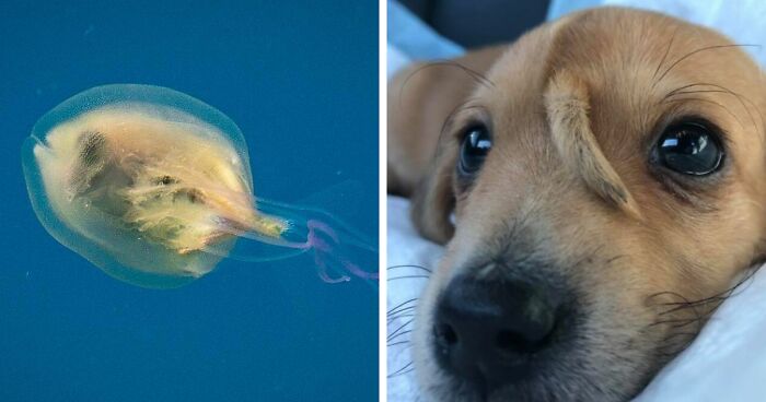 Reality Is Stranger Than Fiction: 50 Of The Most Unreal Photos