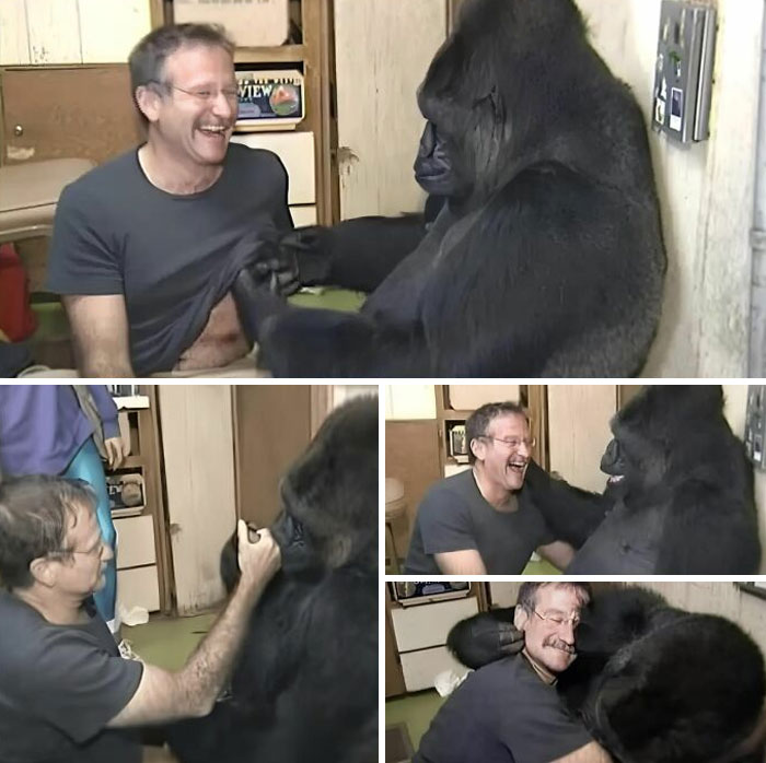 Man joyfully interacting with a gorilla, showcasing an amazing forbidden story from around the world.