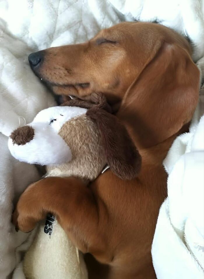 A dachshund peacefully sleeping, cuddling a plush toy on a cozy blanket.