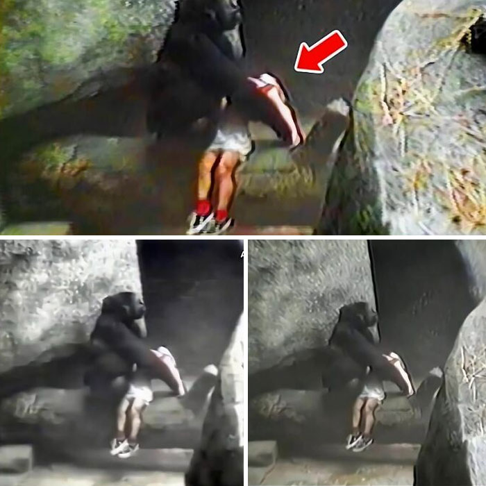 A gorilla interacting with a human in an enclosure, a scene from an intriguing and forbidden story worldwide.