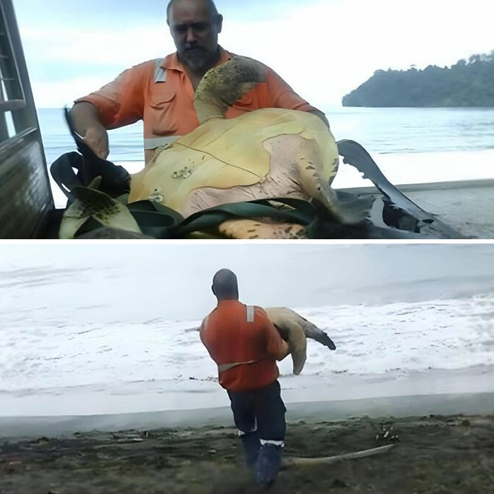A person in an orange shirt rescuing a large turtle from a vehicle, carrying it towards the ocean, highlighting forbidden stories.