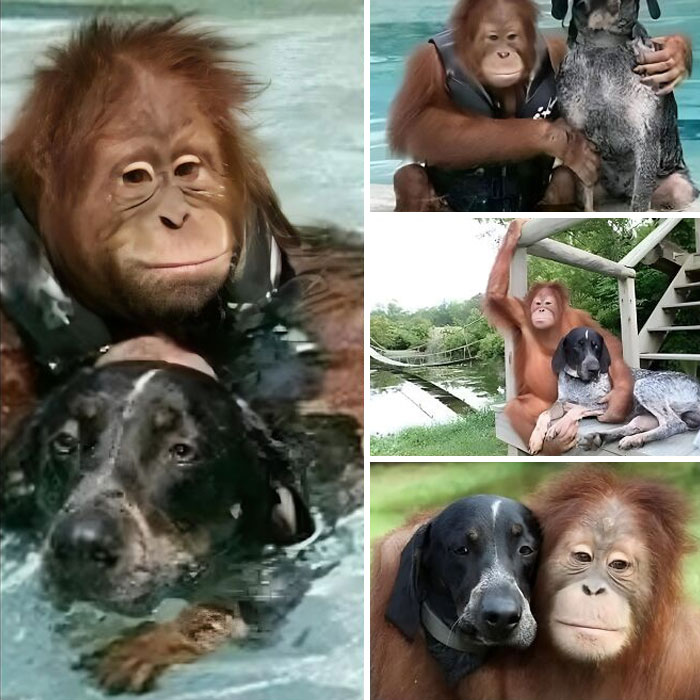 Orangutan and dog sharing moments by the water, showcasing a unique bond in these Forbidden Stories.