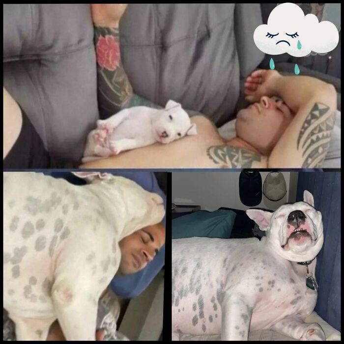 Tattooed man sleeping with a growing dog on his chest; funny transformation story illustration.