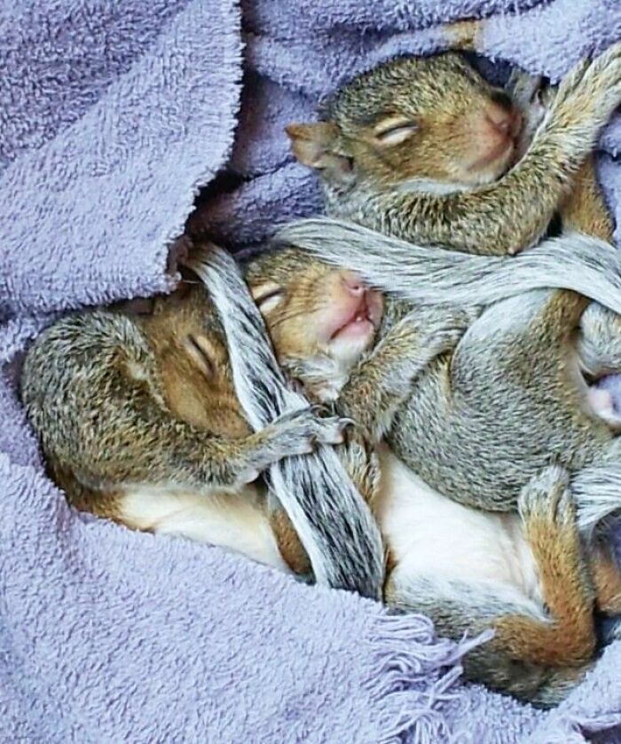 Young squirrels cuddled together in soft towels, representing heartwarming moments from forbidden stories worldwide.