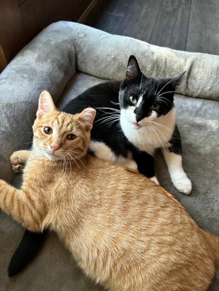 Two cats cuddling in a soft pet bed, showcasing a cozy and forbidden story of feline friendship.