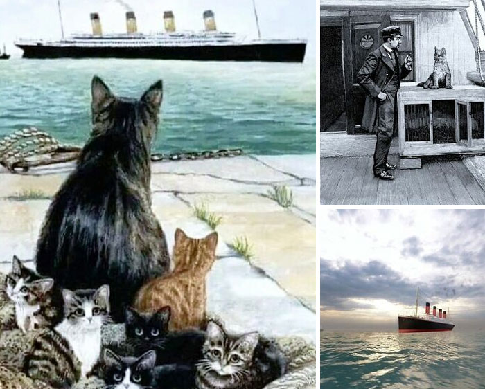 Cats watching a ship sail, a man and a cat onboard, and a ship on the sea, illustrating interesting stories.
