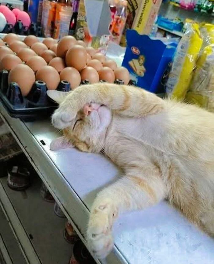 A cat lounging next to eggs on a table, embodying a "forbidden story" moment in a store setting.