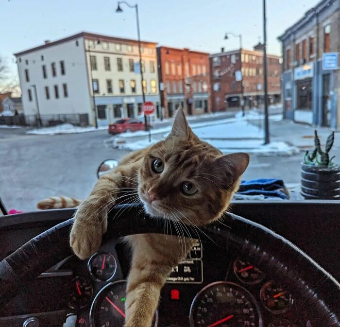 A cat playfully gripping a steering wheel in a parked vehicle, a curious setting for interesting stories.