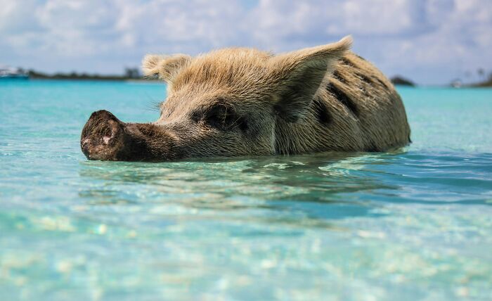 A pig swimming in clear blue water, illustrating a common FOMO-induced tourist experience.