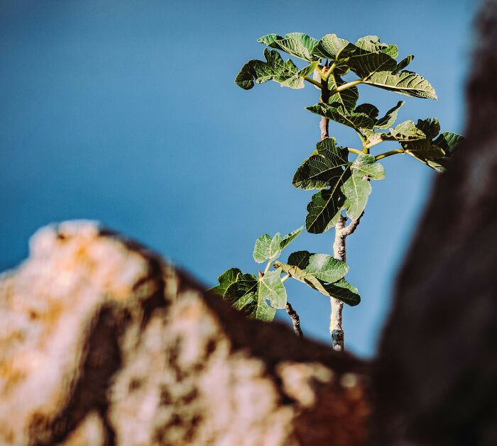 A small green plant growing between rocks under clear blue sky, symbolizing growth and resilience.